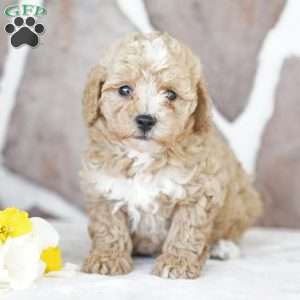 Elsa, Miniature Poodle Puppy