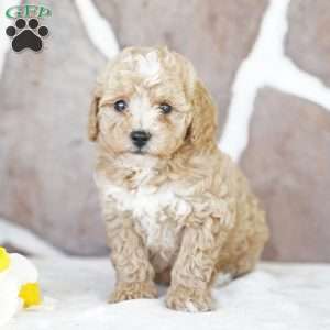 Elsa, Miniature Poodle Puppy