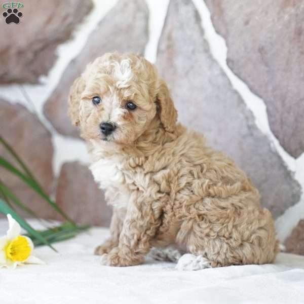 Elsa, Miniature Poodle Puppy