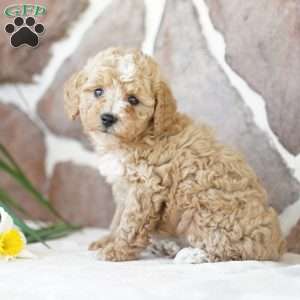 Elsa, Miniature Poodle Puppy