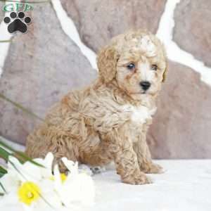 Elsa, Miniature Poodle Puppy