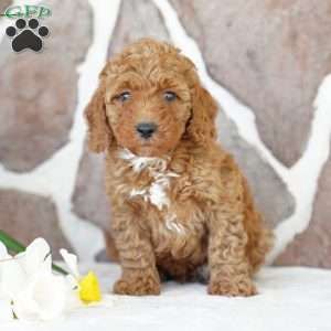 Evan, Miniature Poodle Puppy