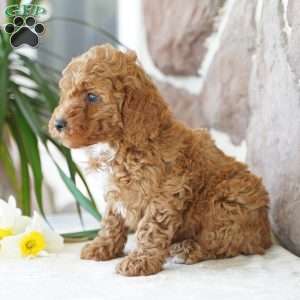 Evan, Miniature Poodle Puppy