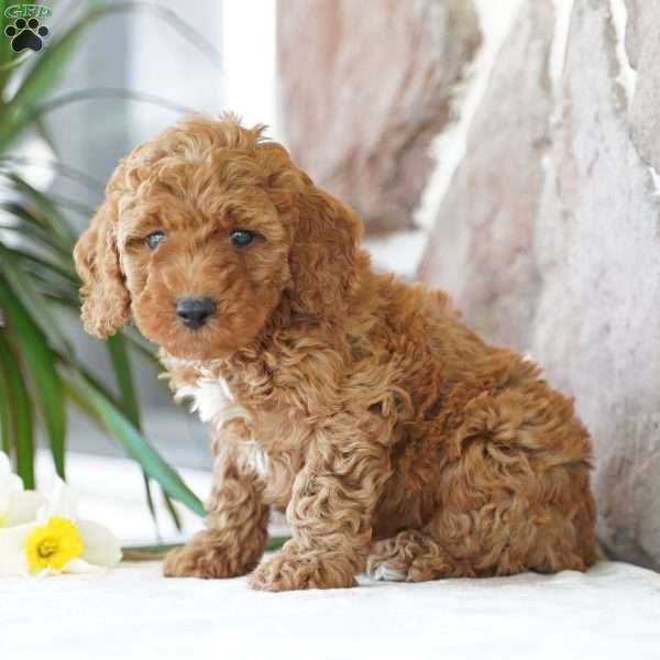 Evan, Miniature Poodle Puppy