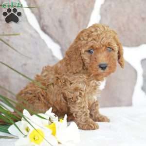 Evan, Miniature Poodle Puppy