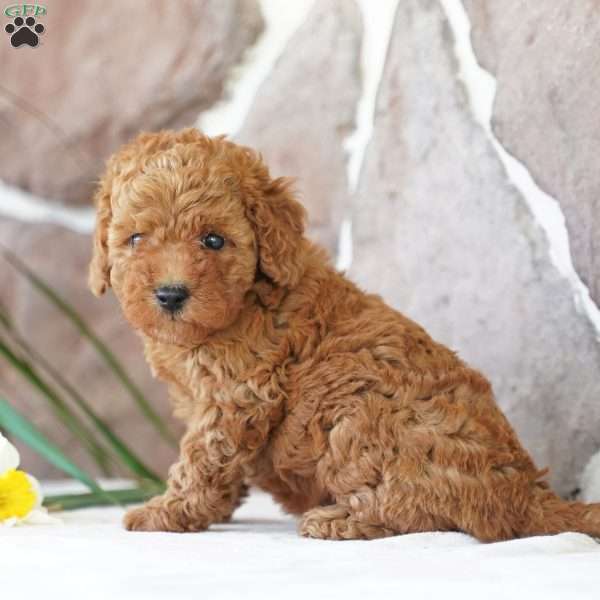 Earl, Miniature Poodle Puppy