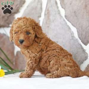 Earl, Miniature Poodle Puppy