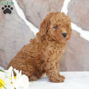 Earl, Miniature Poodle Puppy