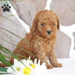 Earl, Miniature Poodle Puppy