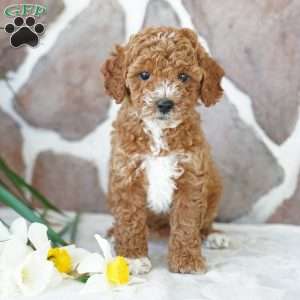 Daisy, Miniature Poodle Puppy