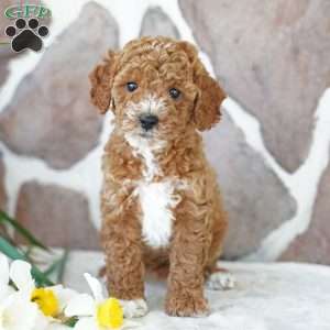 Daisy, Miniature Poodle Puppy