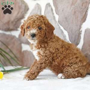 Daisy, Miniature Poodle Puppy