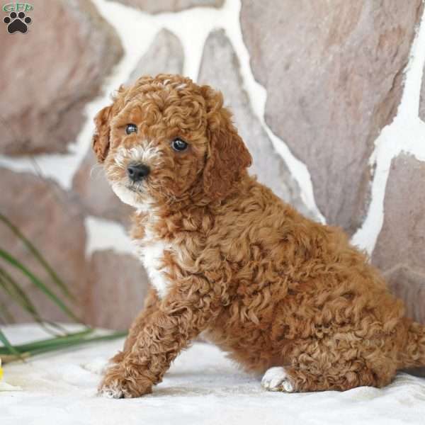 Daisy, Miniature Poodle Puppy