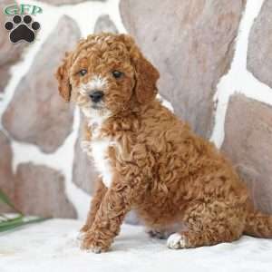 Daisy, Miniature Poodle Puppy