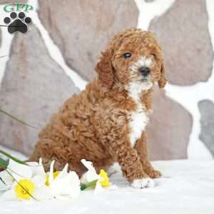 Daisy, Miniature Poodle Puppy