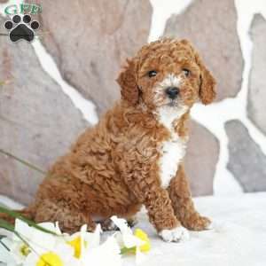 Daisy, Miniature Poodle Puppy