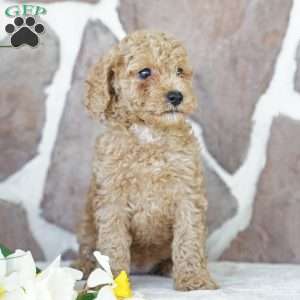 Dawn, Miniature Poodle Puppy