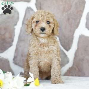 Dawn, Miniature Poodle Puppy