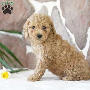 Dawn, Miniature Poodle Puppy