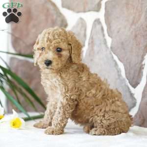 Dawn, Miniature Poodle Puppy