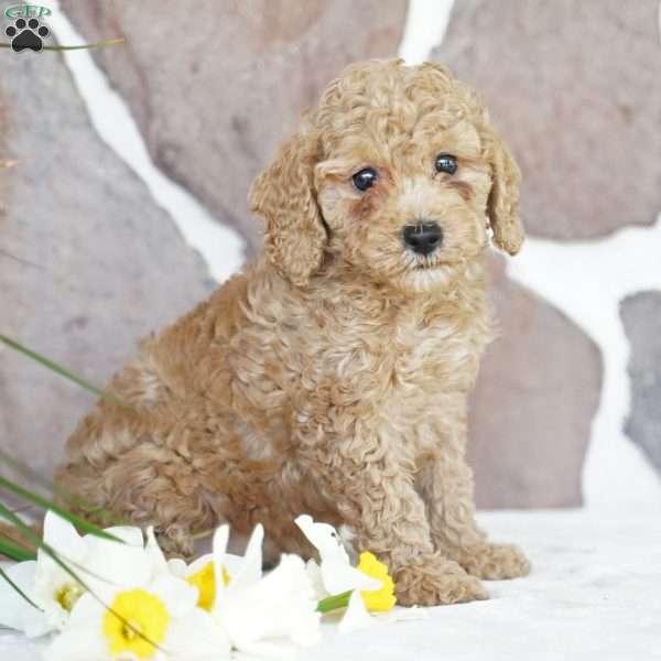 Dawn, Miniature Poodle Puppy