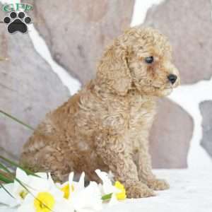 Dawn, Miniature Poodle Puppy