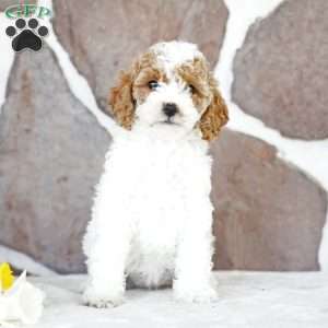 Diana, Miniature Poodle Puppy