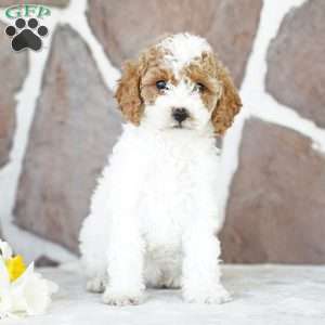 Diana, Miniature Poodle Puppy