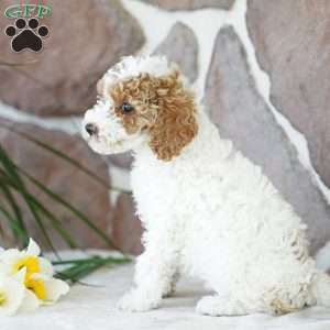 Diana, Miniature Poodle Puppy