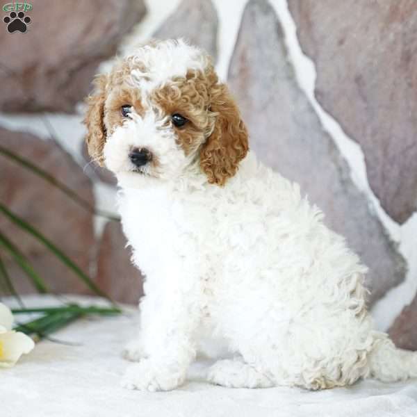 Diana, Miniature Poodle Puppy
