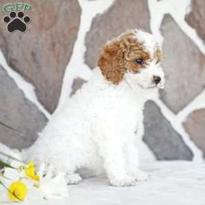 Diana, Miniature Poodle Puppy