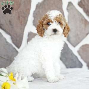 Diana, Miniature Poodle Puppy