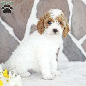 Diana, Miniature Poodle Puppy