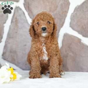Davon, Miniature Poodle Puppy