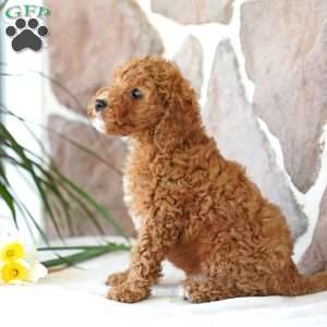 Davon, Miniature Poodle Puppy