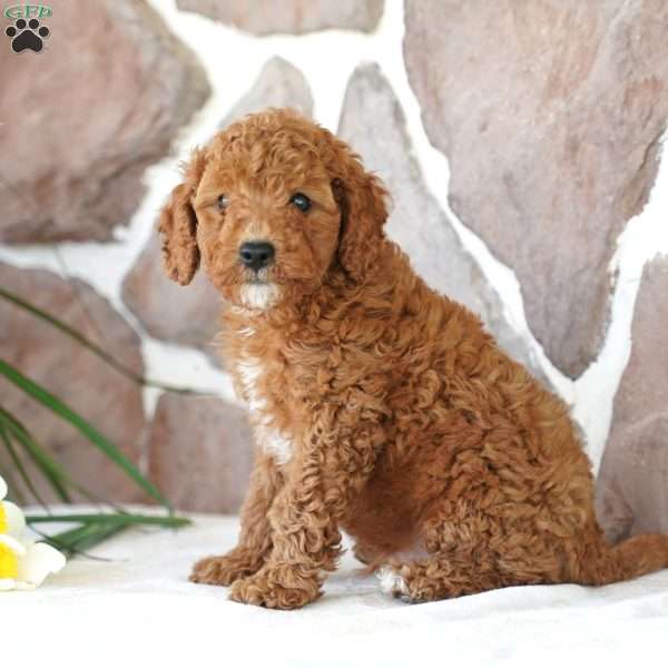 Davon, Miniature Poodle Puppy