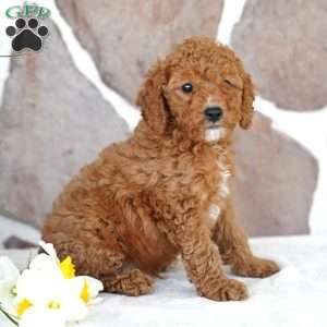 Davon, Miniature Poodle Puppy