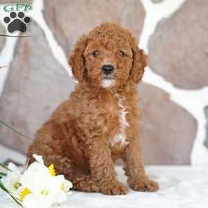 Davon, Miniature Poodle Puppy
