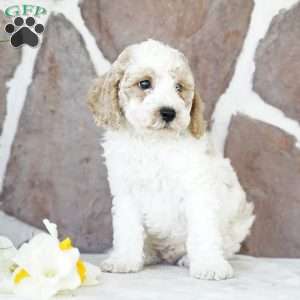 Drew, Miniature Poodle Puppy