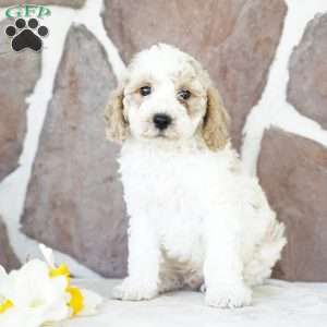Drew, Miniature Poodle Puppy