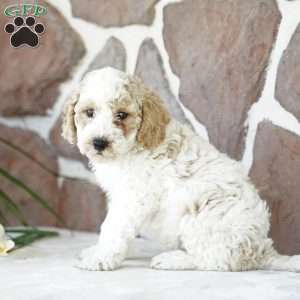 Drew, Miniature Poodle Puppy
