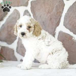 Drew, Miniature Poodle Puppy