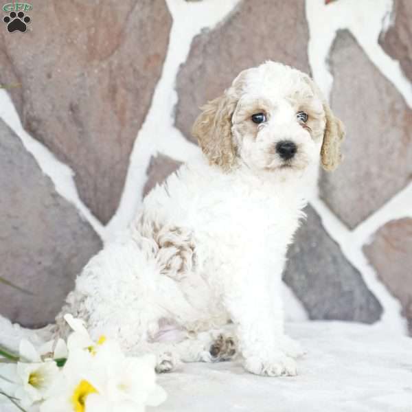 Drew, Miniature Poodle Puppy