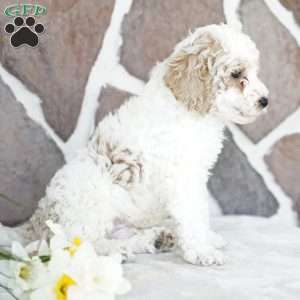 Drew, Miniature Poodle Puppy