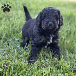 Strawberry, Mini Bernedoodle Puppy