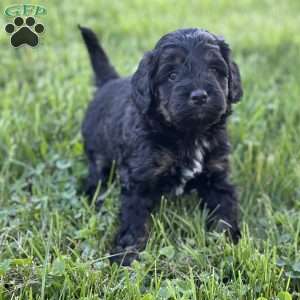 Strawberry, Mini Bernedoodle Puppy