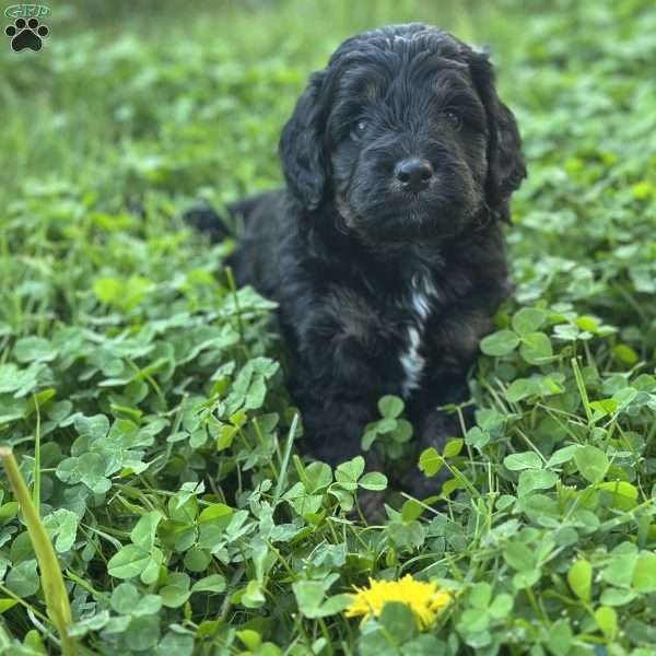 Strawberry, Mini Bernedoodle Puppy