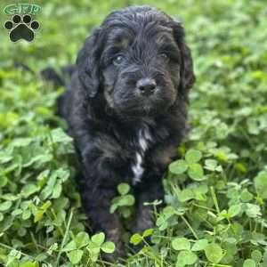 Strawberry, Mini Bernedoodle Puppy
