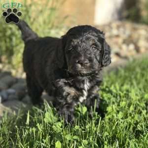Strawberry, Mini Bernedoodle Puppy