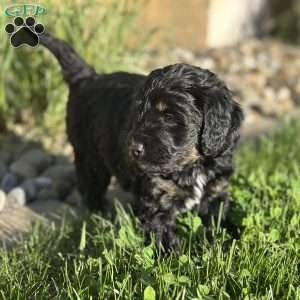 Strawberry, Mini Bernedoodle Puppy
